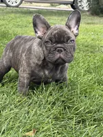 Dobby , a male French Bulldog for sale in Denver, CO – 1 of 9