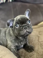 Sammie , a male French Bulldog for sale in Denver, CO – 4 of 9