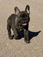 Dobby , a male French Bulldog for sale in Denver, CO – 5 of 9