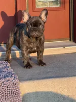 Dobby , a male French Bulldog for sale in Denver, CO – 9 of 9