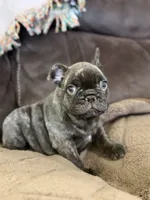 Sammie , a male French Bulldog for sale in Denver, CO – 8 of 9