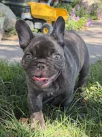 Dobby , a male French Bulldog for sale in Denver, CO – 4 of 9