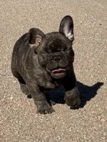 Dobby , a male French Bulldog for sale in Denver, CO – 2 of 9