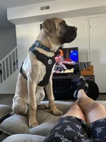 Hank, a male English Mastiff for sale in Lynchburg, VA – Photo 6 of 7