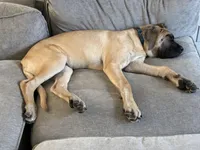 Hank, a male English Mastiff for sale in Lynchburg, VA – Photo 3 of 7
