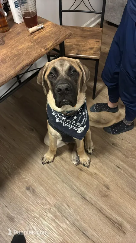 Hank – English Mastiff puppy for sale in Lynchburg, VA