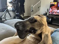 Hank, a male English Mastiff for sale in Lynchburg, VA – Photo 2 of 7