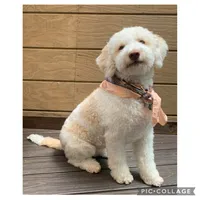 Lucy, a female Lagotto Romagnolo for sale in Vancouver, WA – 4 of 10