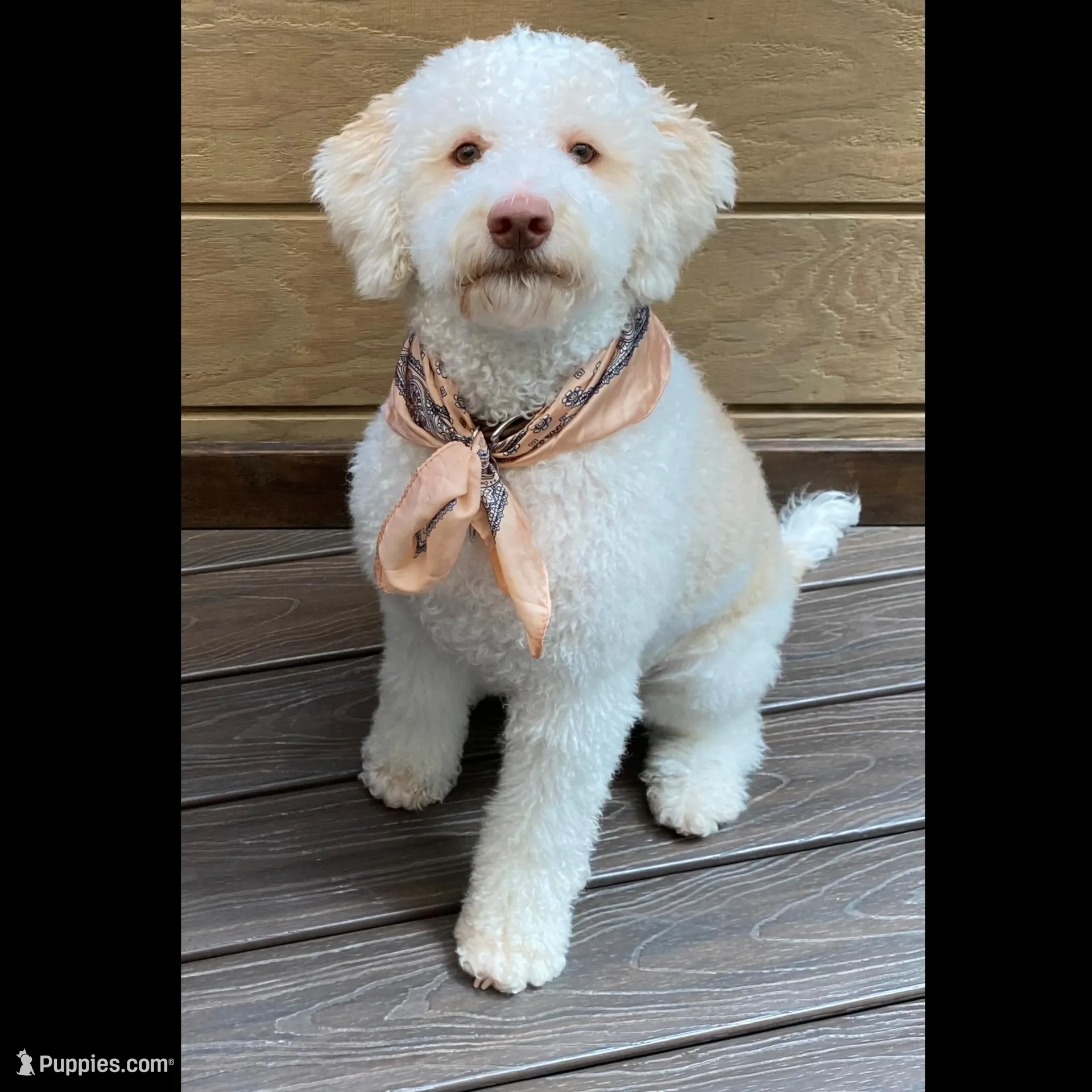 Lucy - Looking for a new home!, a female Lagotto Romagnolo for sale in Vancouver, WA – Photo 2 of 9