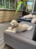 Lucy - Looking for a new home!, a female Lagotto Romagnolo for sale in Vancouver, WA – Photo 5 of 9