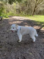 Lucy - Looking for a new home!, a female Lagotto Romagnolo for sale in Vancouver, WA – Photo 9 of 9