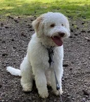 Lucy - Looking for a new home!, a female Lagotto Romagnolo for sale in Vancouver, WA – Photo 6 of 9