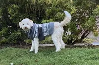 Lucy - Looking for a new home!, a female Lagotto Romagnolo for sale in Vancouver, WA – Photo 7 of 9