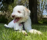 Lucy - Looking for a new home!, a female Lagotto Romagnolo for sale in Vancouver, WA – Photo 1 of 9