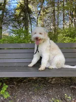 Lucy - Looking for a new home!, a female Lagotto Romagnolo for sale in Vancouver, WA – Photo 8 of 9