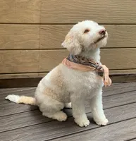 Lucy - Looking for a new home!, a female Lagotto Romagnolo for sale in Vancouver, WA – Photo 3 of 9