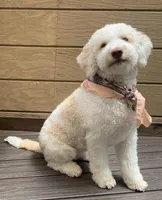 Lucy - Looking for a new home!, a female Lagotto Romagnolo for sale in Vancouver, WA – Photo 4 of 9