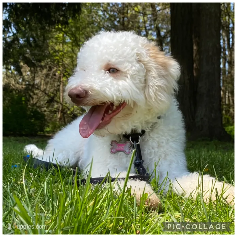 Lucy – Lagotto Romagnolo puppy for sale in Vancouver, WA