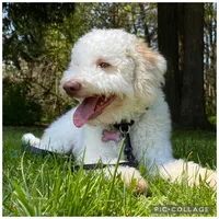 Lucy, a female Lagotto Romagnolo for sale in Vancouver, WA – 1 of 10