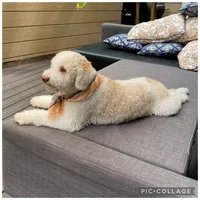 Lucy, a female Lagotto Romagnolo for sale in Vancouver, WA – 2 of 10