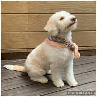 Lucy, a female Lagotto Romagnolo for sale in Vancouver, WA – 5 of 10