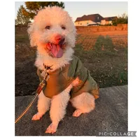 Lucy, a female Lagotto Romagnolo for sale in Vancouver, WA – 8 of 10