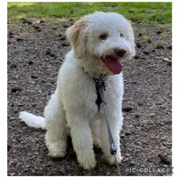 Lucy, a female Lagotto Romagnolo for sale in Vancouver, WA – 10 of 10