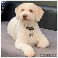 Lucy, a female Lagotto Romagnolo for sale in Vancouver, WA – 9 of 10