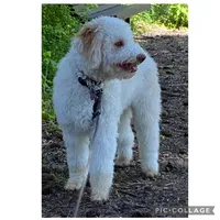Lucy, a female Lagotto Romagnolo for sale in Vancouver, WA – 3 of 10