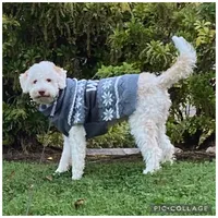 Lucy, a female Lagotto Romagnolo for sale in Vancouver, WA – 7 of 10