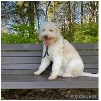 Lucy, a female Lagotto Romagnolo for sale in Vancouver, WA – 6 of 10