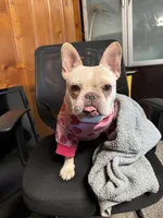 Cupcake, a female French Bulldog for sale in Riverview, FL – Photo 5 of 6