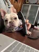 Cupcake, a female French Bulldog for sale in Riverview, FL – Photo 3 of 6