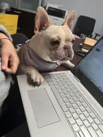 Cupcake, a female French Bulldog for sale in Riverview, FL – Photo 6 of 6