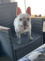 Cupcake, a female French Bulldog for sale in Riverview, FL – Photo 2 of 6