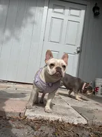 Cupcake, a female French Bulldog for sale in Riverview, FL – Photo 4 of 6