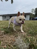 Cupcake, a female French Bulldog for sale in Riverview, FL – Photo 1 of 6