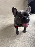 Indy, a female French Bulldog for sale in Riverview, FL – Photo 5 of 6