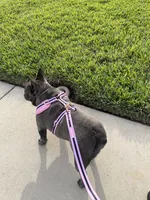 Indy, a female French Bulldog for sale in Riverview, FL – Photo 3 of 6