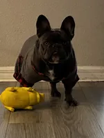 Indy, a female French Bulldog for sale in Riverview, FL – Photo 2 of 6