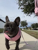 Indy, a female French Bulldog for sale in Riverview, FL – Photo 1 of 6