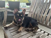 Maya, a female French Bulldog for sale in Riverview, FL – Photo 3 of 4