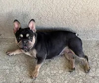 Maya, a female French Bulldog for sale in Riverview, FL – Photo 4 of 4