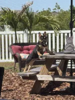Maya, a female French Bulldog for sale in Riverview, FL – Photo 2 of 4