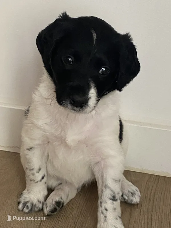 Oreo – Labradoodle puppy for sale in Ogden, UT