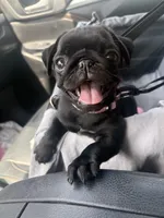 Black Female Pug Puppy, a female Pug for sale in Elizabethtown, KY – Photo 7 of 7