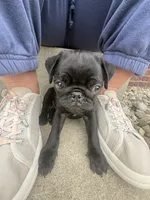 Black Female Pug Puppy, a female Pug for sale in Elizabethtown, KY – Photo 5 of 7