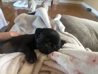 Black Female Pug Puppy, a female Pug for sale in Elizabethtown, KY – Photo 3 of 7