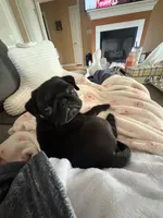 Black Female Pug Puppy, a female Pug for sale in Elizabethtown, KY – Photo 2 of 7