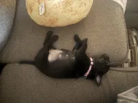 Black Female Pug Puppy, a female Pug for sale in Elizabethtown, KY – Photo 6 of 7